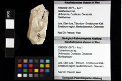 Foto (Objket + Etiketten) von Culmenformosa sp. 